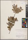 Foto von Salix cinerea L.